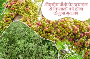 औषधीय पौधों के उत्पादन से किसानों को होगा दोगुना मुनाफा